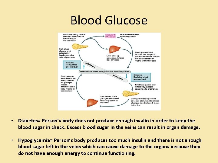 Blood Glucose • Diabetes= Person’s body does not produce enough insulin in order to