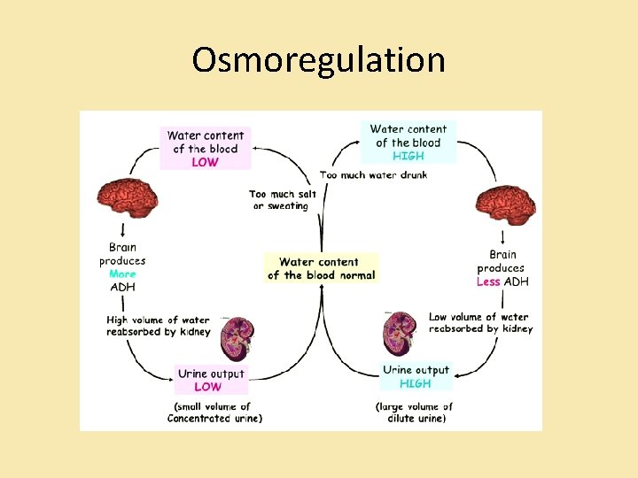 Osmoregulation 