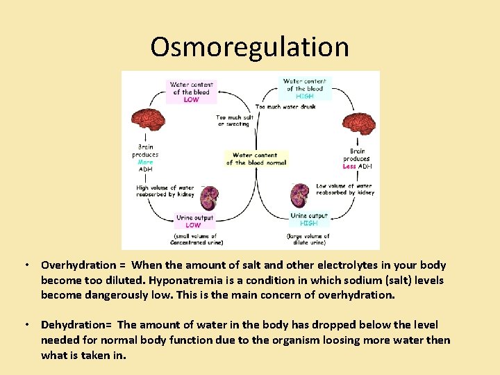 Osmoregulation • Overhydration = When the amount of salt and other electrolytes in your Osmoregulation • Overhydration = When the amount of salt and other electrolytes in your