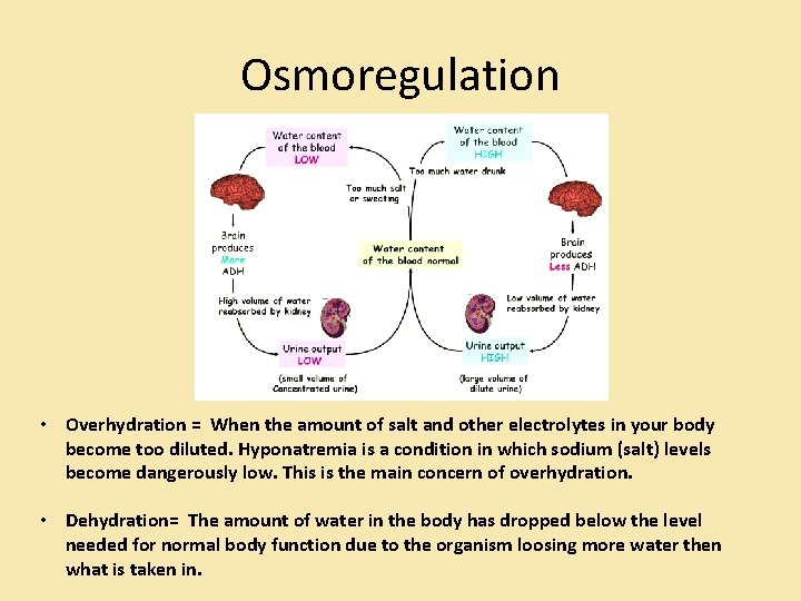 Osmoregulation • Overhydration = When the amount of salt and other electrolytes in your