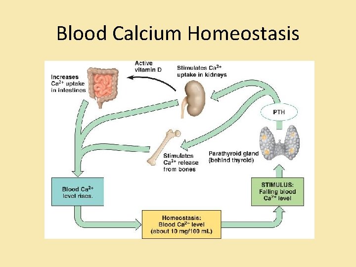 Blood Calcium Homeostasis 