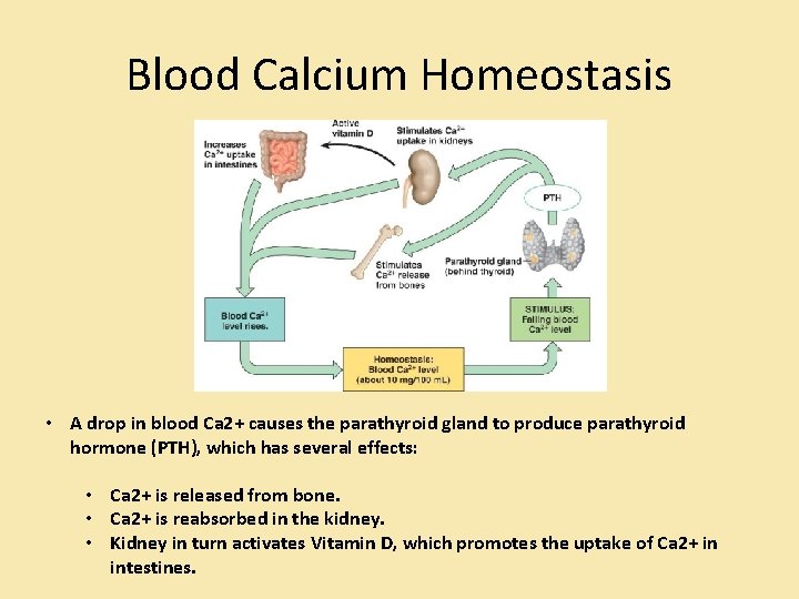 Blood Calcium Homeostasis • A drop in blood Ca 2+ causes the parathyroid gland