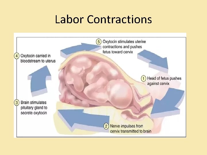 Labor Contractions Labor Contractions