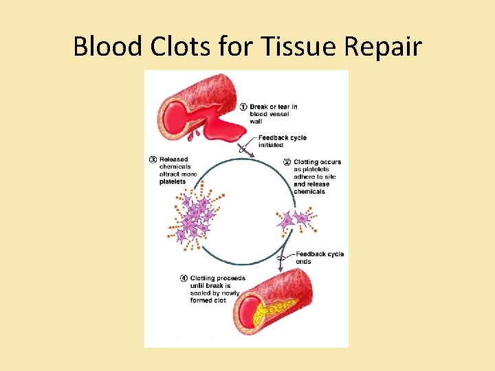 Blood Clots for Tissue Repair Blood Clots for Tissue Repair