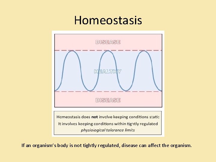 Homeostasis If an organism’s body is not tightly regulated, disease can affect the organism. Homeostasis If an organism’s body is not tightly regulated, disease can affect the organism.