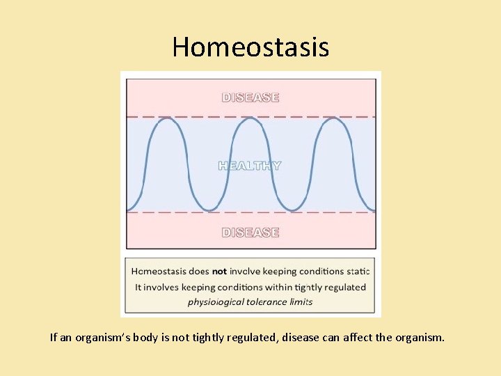 Homeostasis If an organism’s body is not tightly regulated, disease can affect the organism.