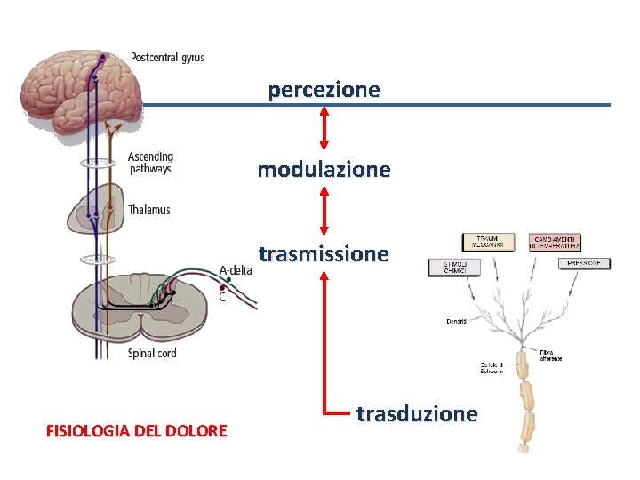 percezione modulazione trasmissione FISIOLOGIA DEL DOLORE trasduzione 