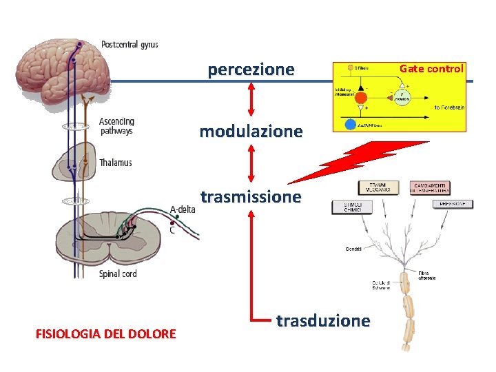 percezione modulazione trasmissione FISIOLOGIA DEL DOLORE trasduzione Gate control 