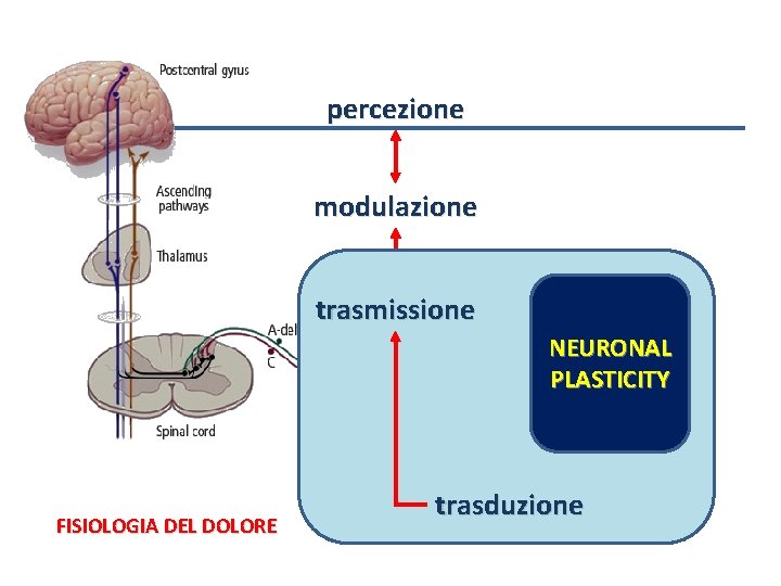 percezione modulazione trasmissione NEURONAL PLASTICITY FISIOLOGIA DEL DOLORE trasduzione 