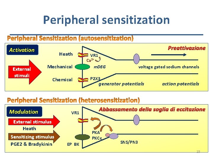 Peripheral sensitization Activation External stimuli Heath Mechanical Chemical Modulation VR 1 External stimulus Heath