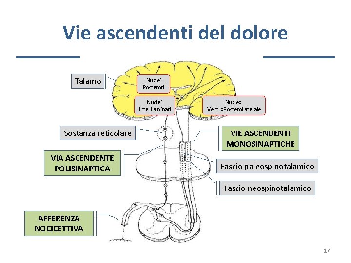 Vie ascendenti del dolore Talamo Nuclei Posterori Nuclei Inter. Laminari Sostanza reticolare VIA ASCENDENTE