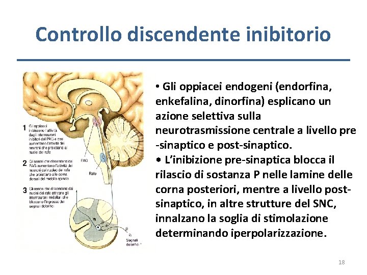 Controllo discendente inibitorio • Gli oppiacei endogeni (endorfina, enkefalina, dinorfina) esplicano un azione selettiva