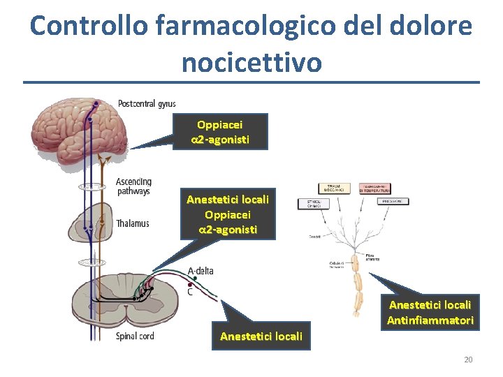 Controllo farmacologico del dolore nocicettivo Oppiacei α 2 -agonisti Anestetici locali Antinfiammatori Anestetici locali