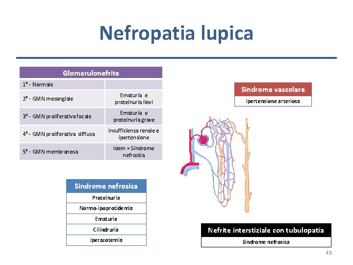 Nefropatia lupica Glomerulonefrite 1° - Normale Ematuria e proteinuria lievi 2° - GMN mesangiale