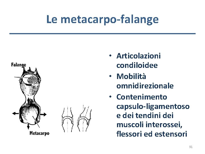 Le metacarpo-falange • Articolazioni condiloidee • Mobilità omnidirezionale • Contenimento capsulo-ligamentoso e dei tendini