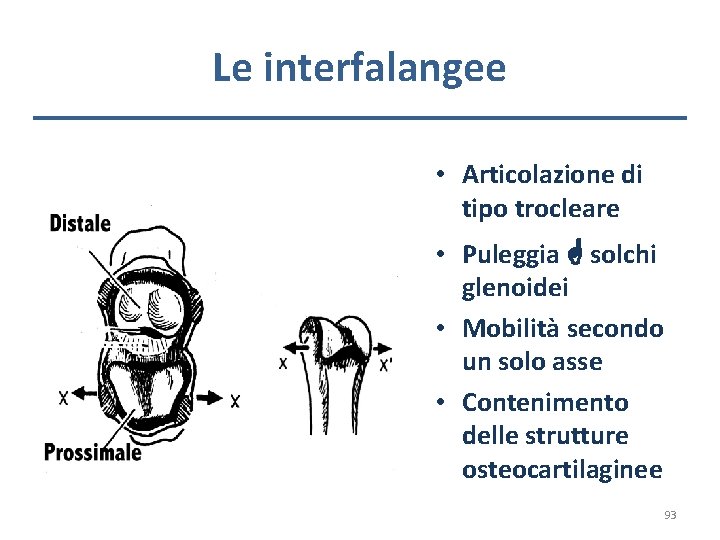 Le interfalangee • Articolazione di tipo trocleare • Puleggia solchi glenoidei • Mobilità secondo