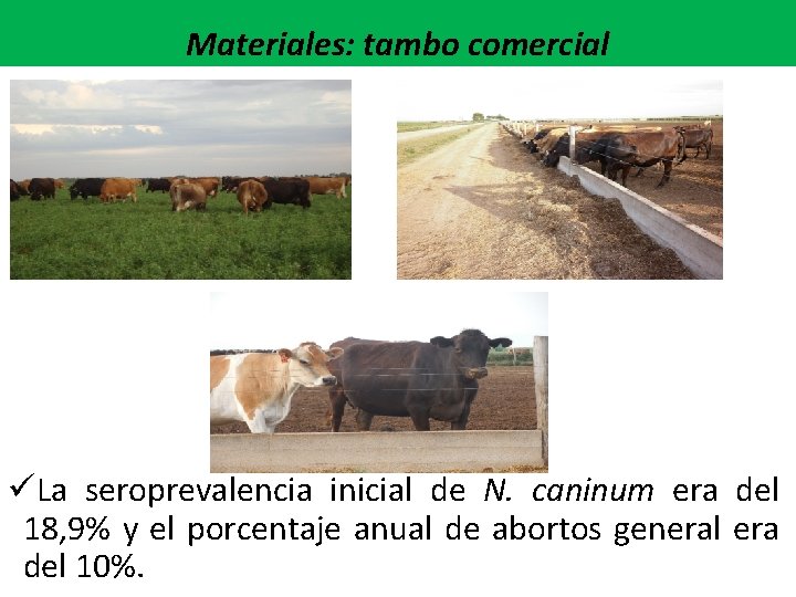 Materiales: tambo comercial üLa seroprevalencia inicial de N. caninum era del 18, 9% y