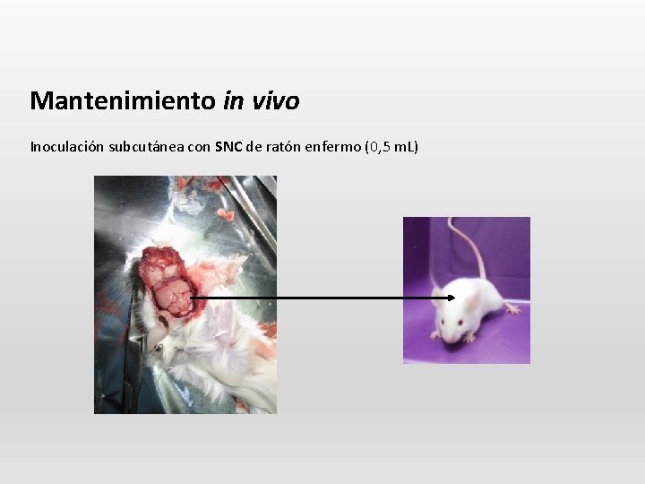 Mantenimiento in vivo Inoculación subcutánea con SNC de ratón enfermo (0, 5 m. L)