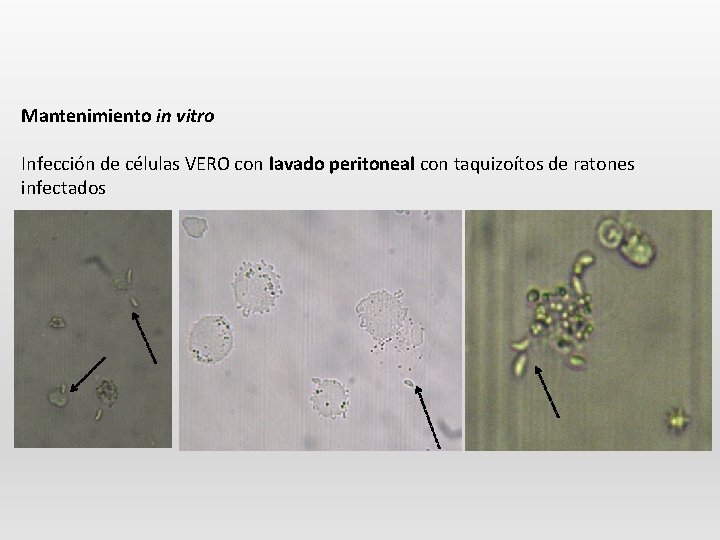 Mantenimiento in vitro Infección de células VERO con lavado peritoneal con taquizoítos de ratones
