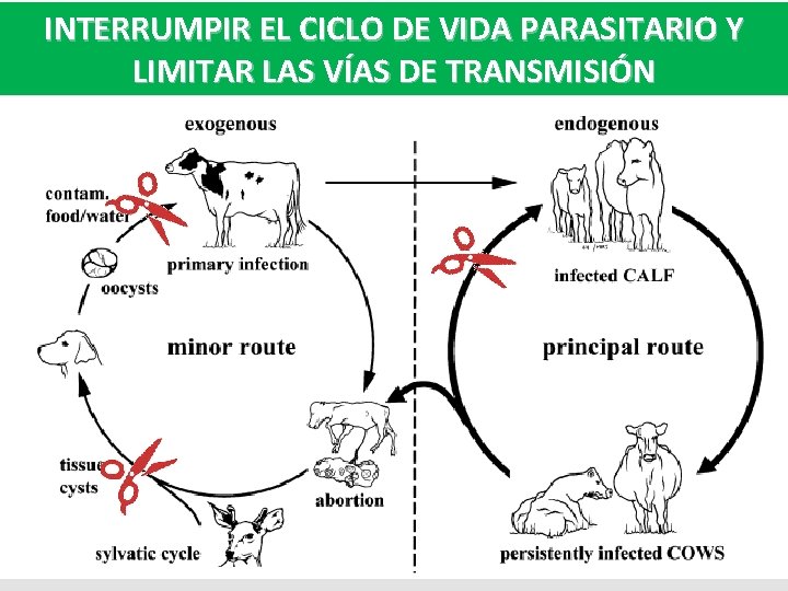 INTERRUMPIR EL CICLO DE VIDA PARASITARIO Y LIMITAR LAS VÍAS DE TRANSMISIÓN 