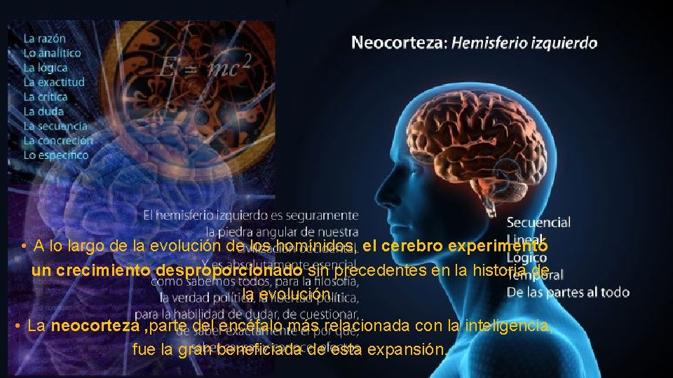  • A lo largo de la evolución de los homínidos, el cerebro experimentó
