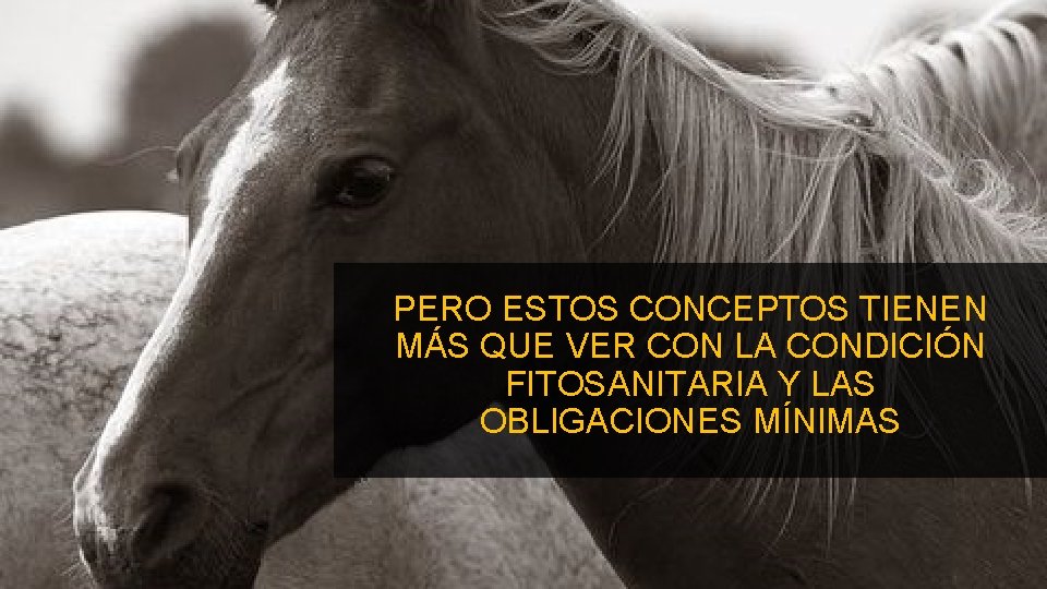 PERO ESTOS CONCEPTOS TIENEN MÁS QUE VER CON LA CONDICIÓN FITOSANITARIA Y LAS OBLIGACIONES