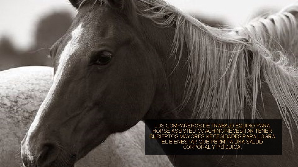 LOS COMPAÑEROS DE TRABAJO EQUINO PARA HORSE ASSISTED COACHING NECESITAN TENER CUBIERTOS MAYORES NECESIDADES
