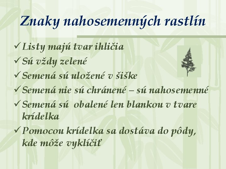 Znaky nahosemenných rastlín ü Listy majú tvar ihličia ü Sú vždy zelené ü Semená