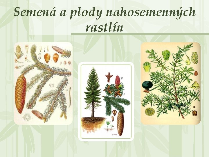 Semená a plody nahosemenných rastlín 