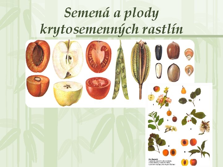 Semená a plody krytosemenných rastlín 