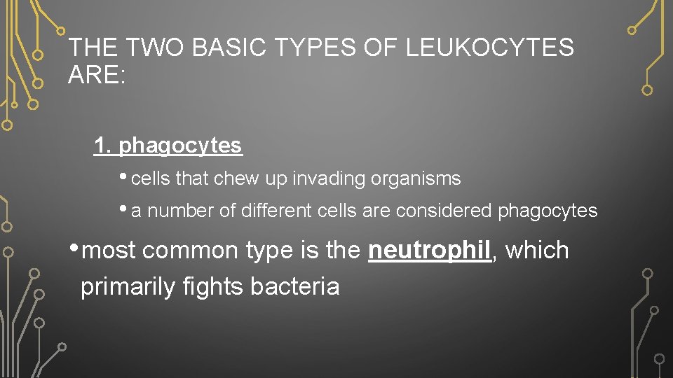 THE TWO BASIC TYPES OF LEUKOCYTES ARE: 1. phagocytes • cells that chew up