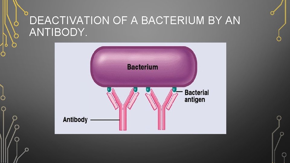 DEACTIVATION OF A BACTERIUM BY AN ANTIBODY. 