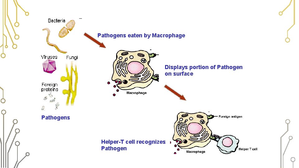 THE PATHWAY OF SPECIFIC IMMUNE Step 1 RESPONSE Pathogens eaten by Macrophage Step 2