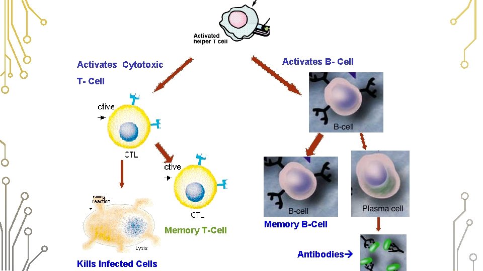 Activates B- Cell Activates Cytotoxic T- Cell Memory T-Cell Kills Infected Cells Memory B-Cell