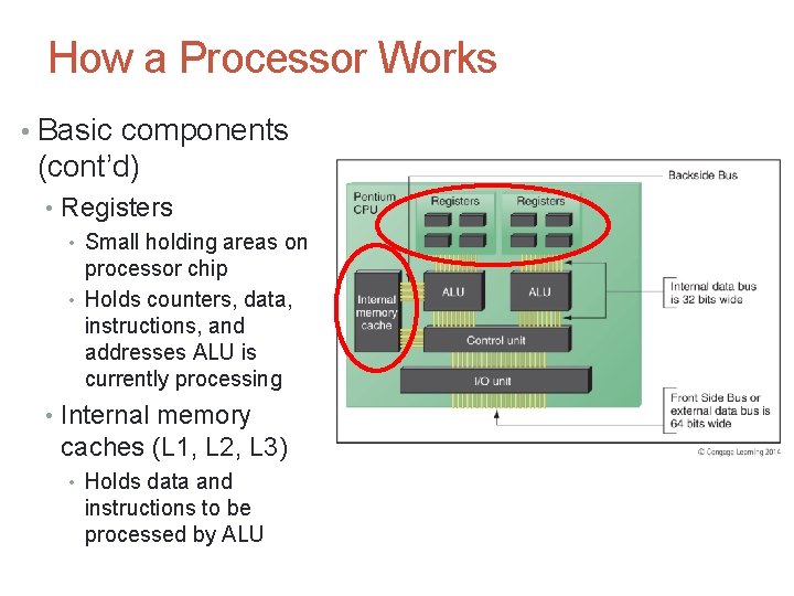 How a Processor Works • Basic components (cont’d) • Registers • Small holding areas