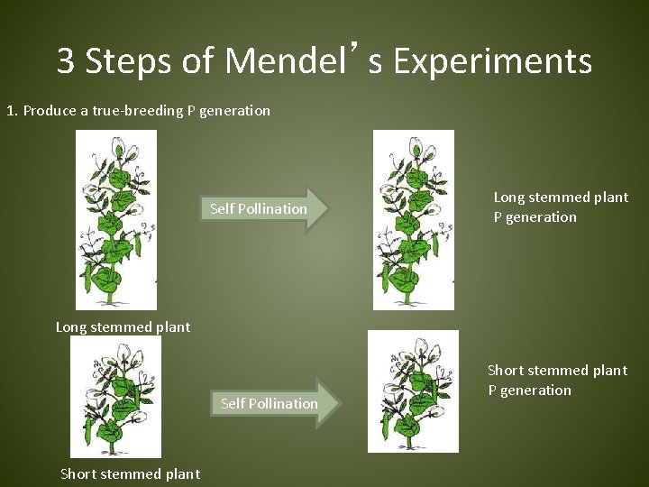 3 Steps of Mendel’s Experiments 1. Produce a true-breeding P generation Self Pollination Long