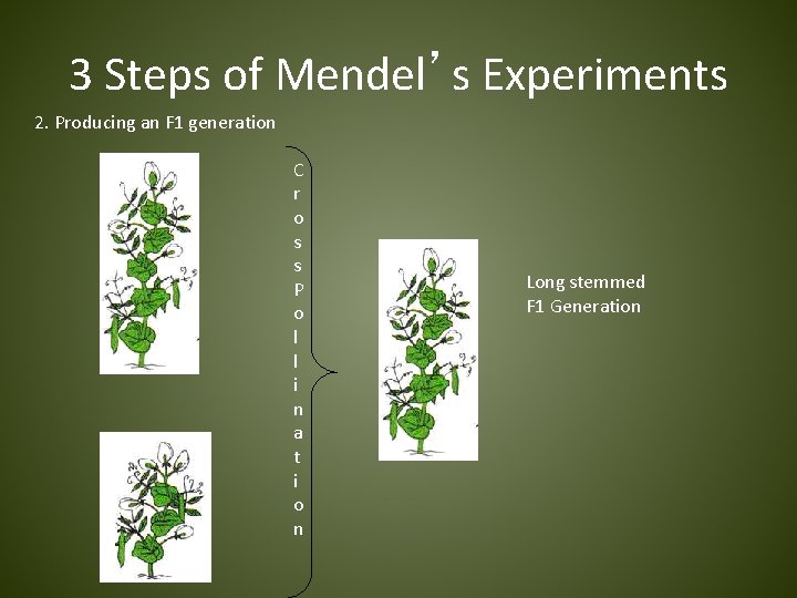 3 Steps of Mendel’s Experiments 2. Producing an F 1 generation C r o