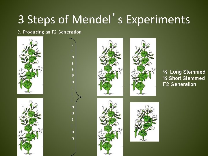 3 Steps of Mendel’s Experiments 3. Producing an F 2 Generation C r o