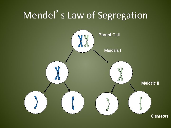 Mendel’s Law of Segregation Parent Cell Meiosis II Gametes 