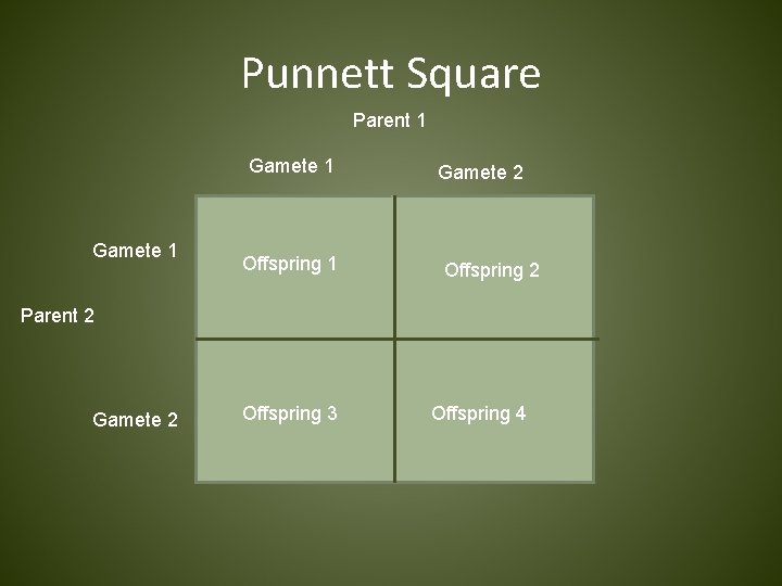 Punnett Square Parent 1 Gamete 1 Offspring 1 Gamete 2 Offspring 2 Parent 2