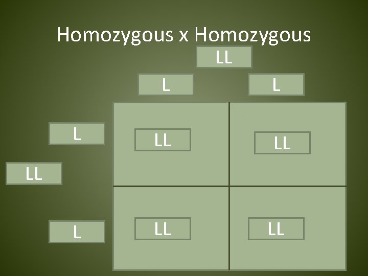 Homozygous x Homozygous LL Parent 1 L Gamete 1 LL Offspring 1 L Gamete