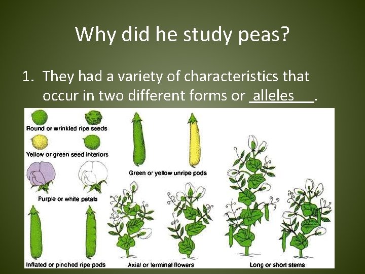 Why did he study peas? 1. They had a variety of characteristics that occur