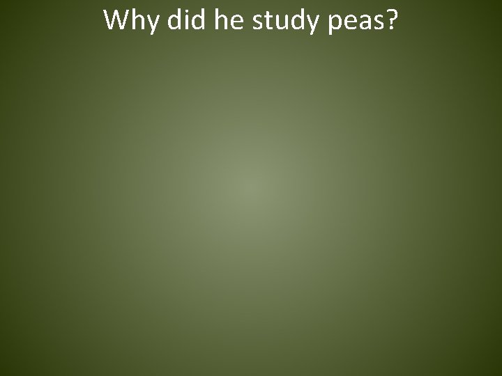 Why did he study peas? 