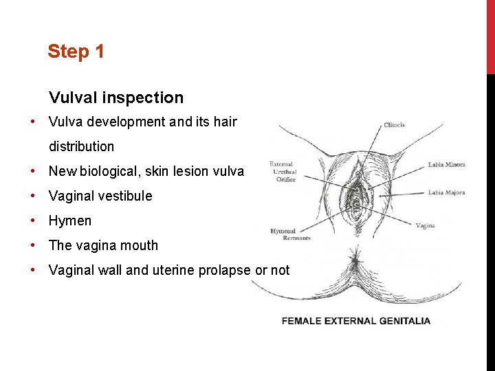 Step 1 Vulval inspection • Vulva development and its hair distribution • New biological,