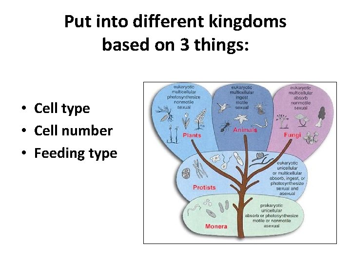 Put into different kingdoms based on 3 things: • Cell type • Cell number