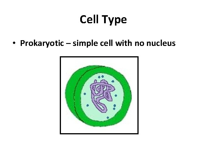 Cell Type • Prokaryotic – simple cell with no nucleus 