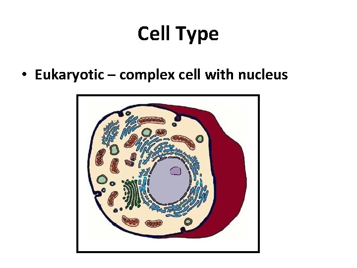 Cell Type • Eukaryotic – complex cell with nucleus 