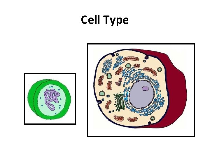 Cell Type 