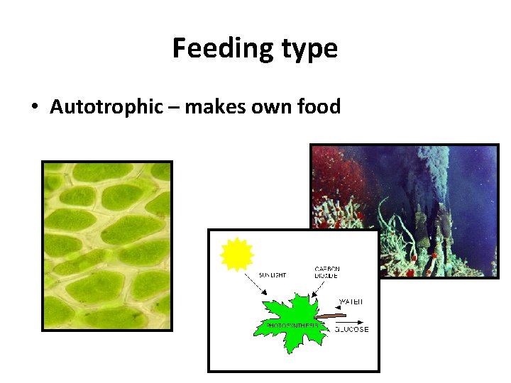 Feeding type • Autotrophic – makes own food 