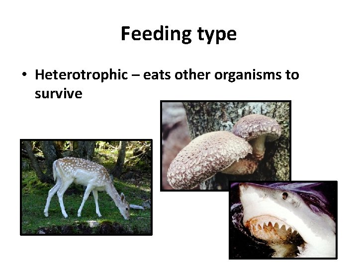 Feeding type • Heterotrophic – eats other organisms to survive 